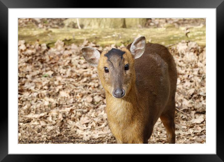 A deer standing in the dirt Framed Mounted Print by Sam Owen