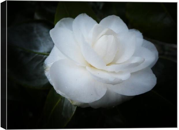 Camellia’s first bloom Canvas Print by Kim Slater