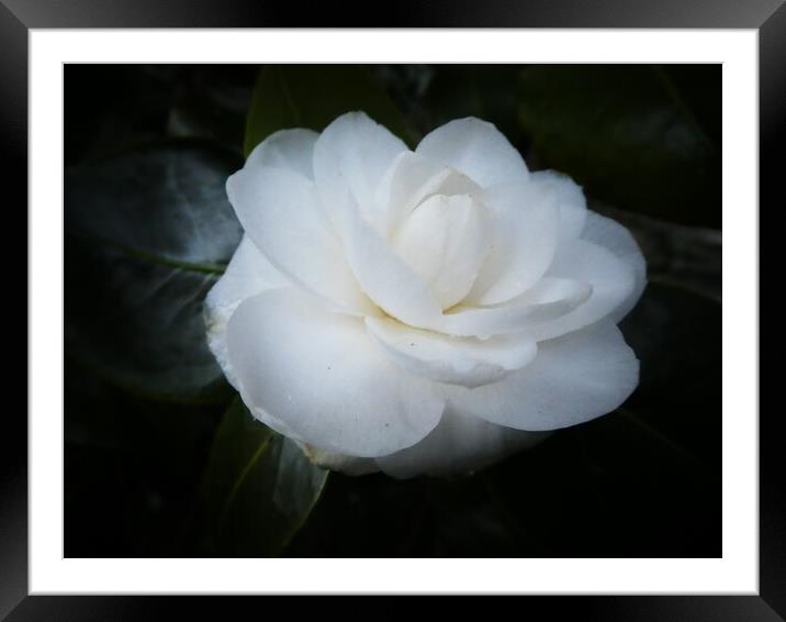 Camellia’s first bloom Framed Mounted Print by Kim Slater