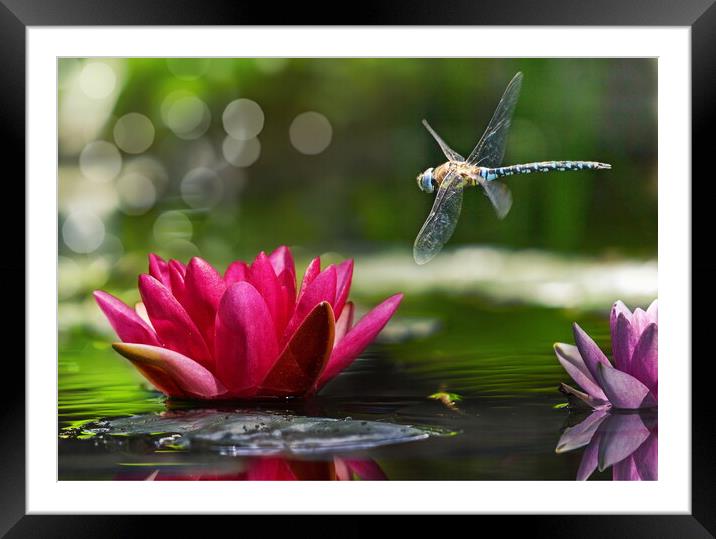 Dragonfly in Flight Framed Mounted Print by David Neighbour