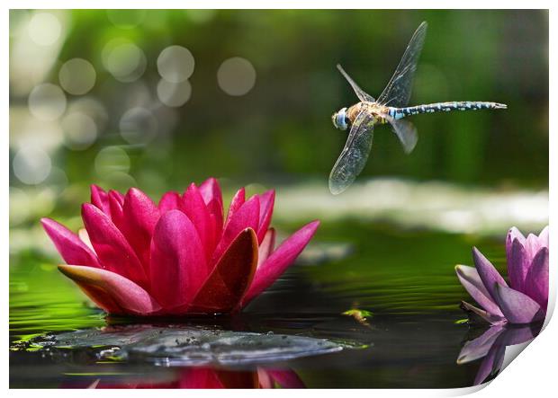 Dragonfly in Flight Print by David Neighbour