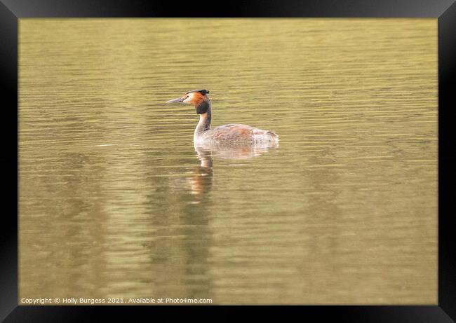 'British Grebe: An Ornithological Marvel' Framed Print by Holly Burgess