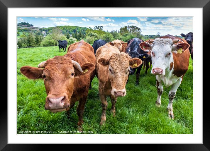 Curious Cows Framed Mounted Print by Jim Monk