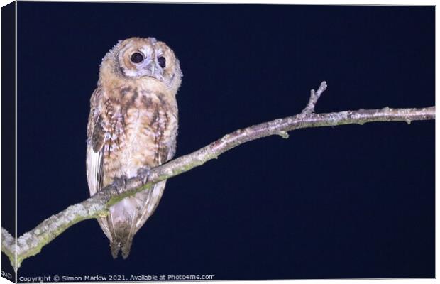 Tawny Owl Canvas Print by Simon Marlow