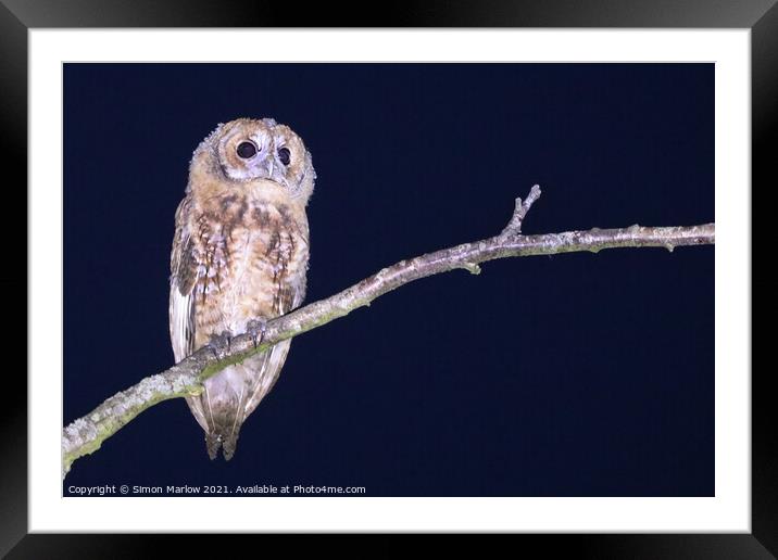 Tawny Owl Framed Mounted Print by Simon Marlow