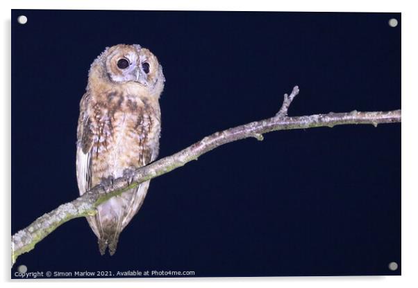 Tawny Owl Acrylic by Simon Marlow