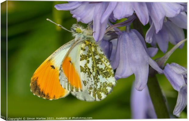 Majestic Orange Tip Butterfly in Springtime Canvas Print by Simon Marlow