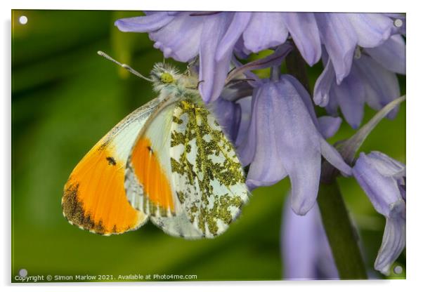 Majestic Orange Tip Butterfly in Springtime Acrylic by Simon Marlow