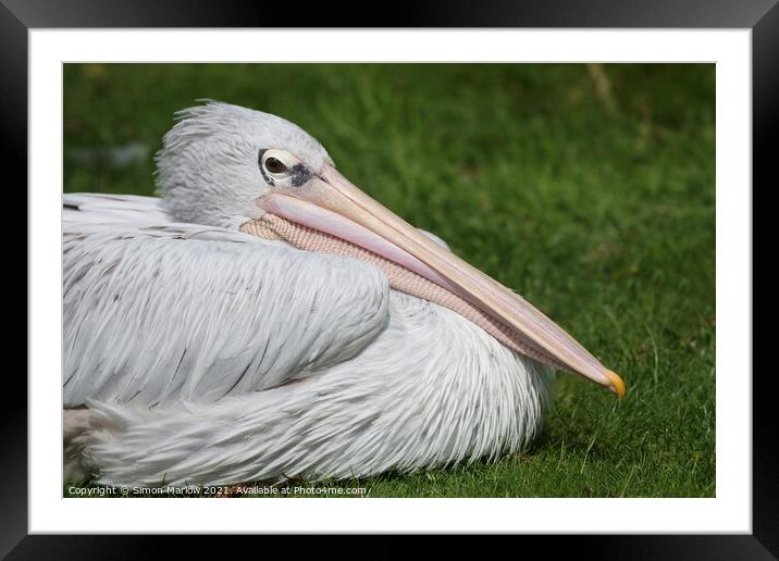 Majestic PinkBacked Pelican Framed Mounted Print by Simon Marlow