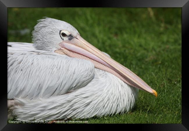Majestic PinkBacked Pelican Framed Print by Simon Marlow