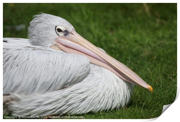 Majestic PinkBacked Pelican Print by Simon Marlow