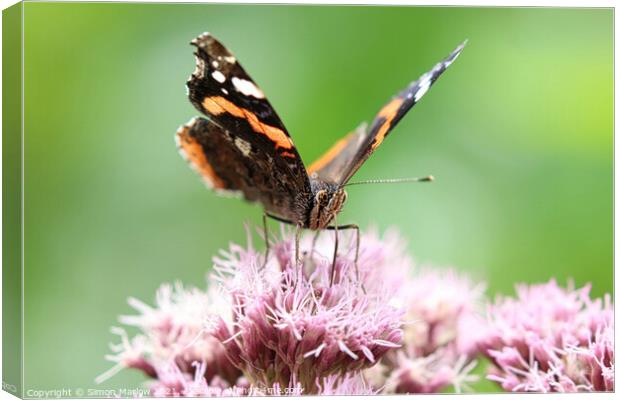 Red Admiral Butterfly Canvas Print by Simon Marlow