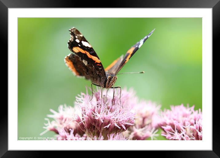 Red Admiral Butterfly Framed Mounted Print by Simon Marlow