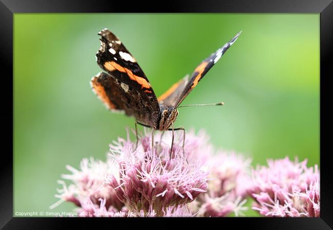 Red Admiral Butterfly Framed Print by Simon Marlow