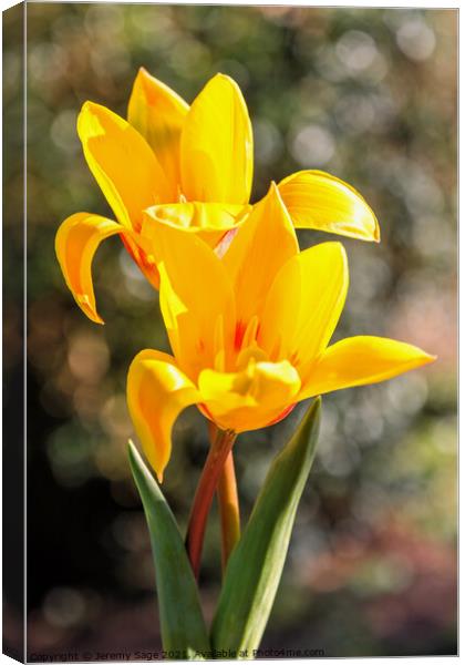 Radiant Spring Yellow Tulips Canvas Print by Jeremy Sage