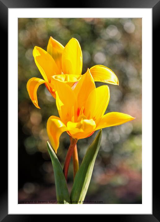 Radiant Spring Yellow Tulips Framed Mounted Print by Jeremy Sage