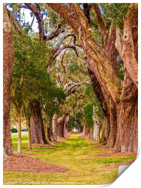 Ancient Oaks in Rows Print by Darryl Brooks
