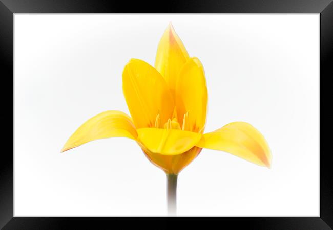 Radiant Yellow Bloom Framed Print by Jeremy Sage