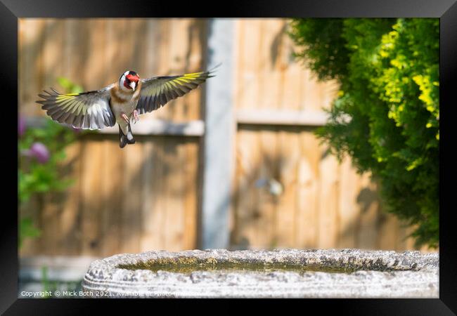 Goldfinch Framed Print by Mick Both