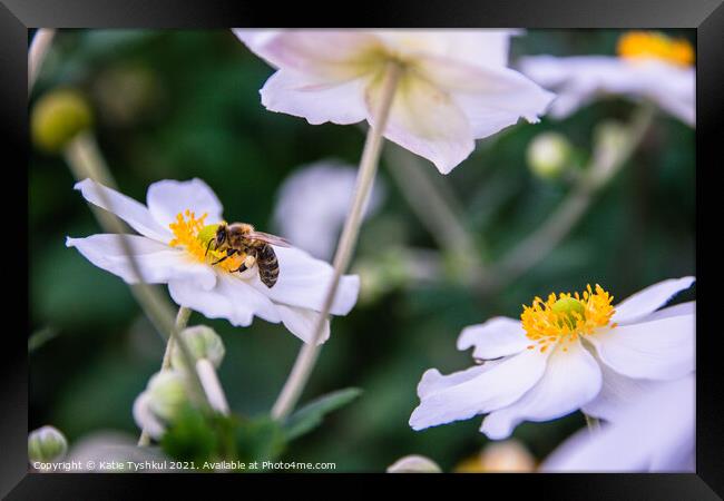 Bee on the white flower Framed Print by Kateryna Tyshkul