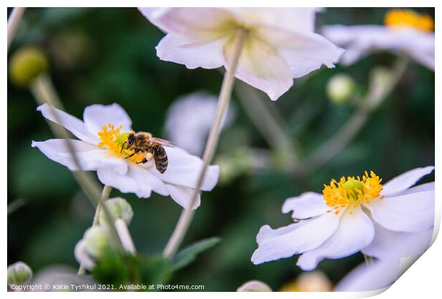 Bee on the white flower Print by Kateryna Tyshkul