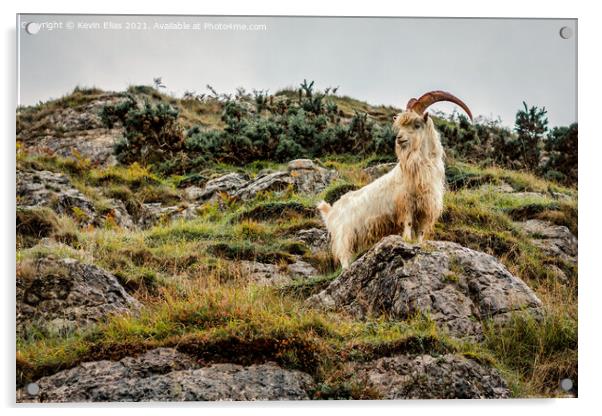 Kashmiri goat Acrylic by Kevin Elias