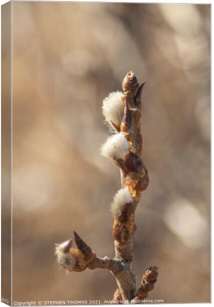 New Catkins Canvas Print by STEPHEN THOMAS
