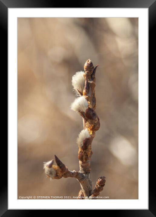 New Catkins Framed Mounted Print by STEPHEN THOMAS