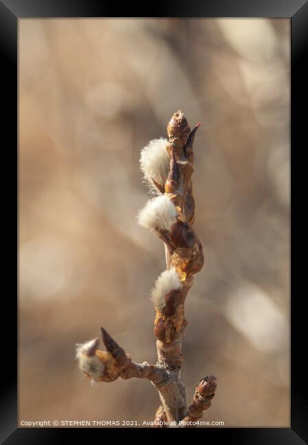 New Catkins Framed Print by STEPHEN THOMAS
