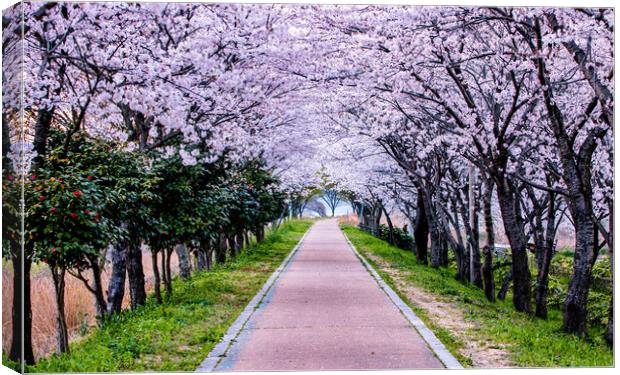 spring blossom cherry path Canvas Print by Ambir Tolang