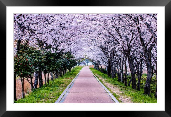 spring blossom cherry path Framed Mounted Print by Ambir Tolang