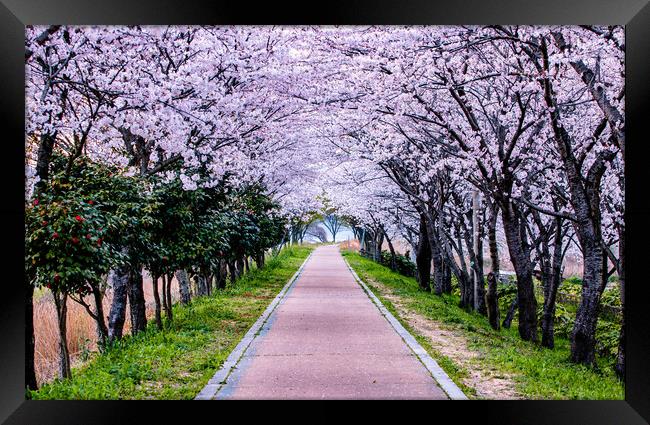 spring blossom cherry path Framed Print by Ambir Tolang
