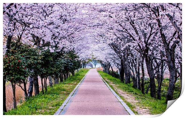 spring blossom cherry path Print by Ambir Tolang