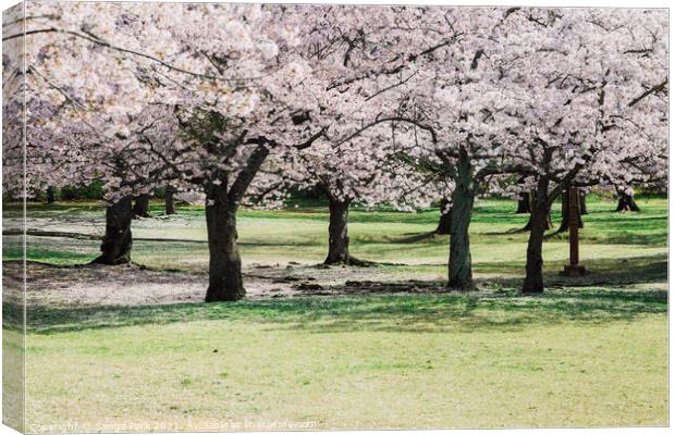 Cherry blossoms forest Canvas Print by Sanga Park