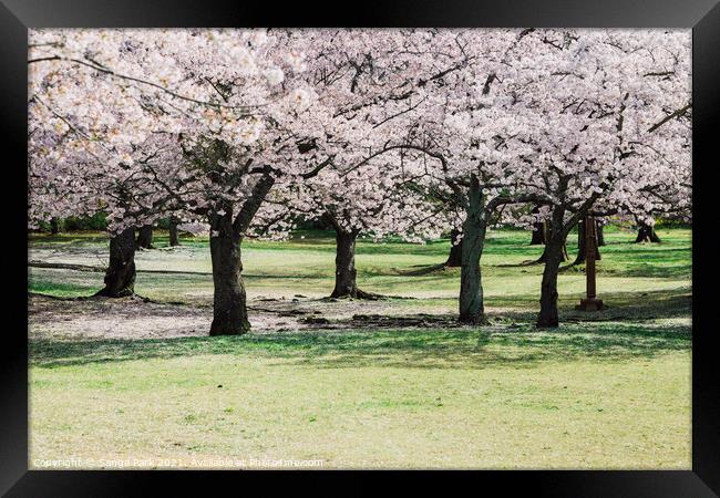 Cherry blossoms forest Framed Print by Sanga Park