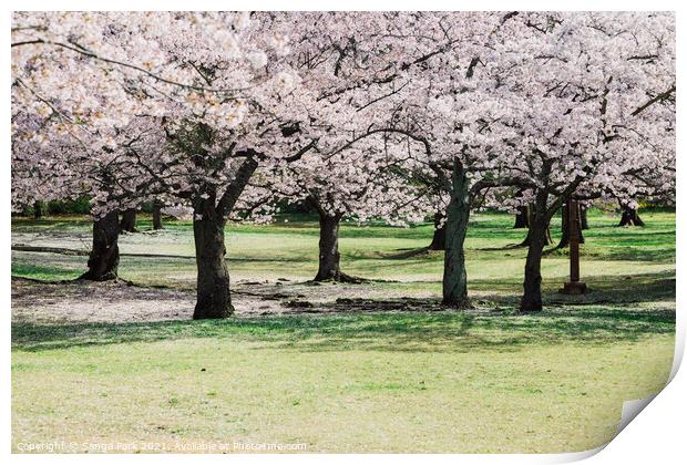 Cherry blossoms forest Print by Sanga Park