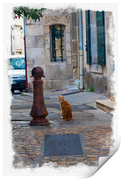 Cat In A Back Alley, Arles Print by Steve de Roeck
