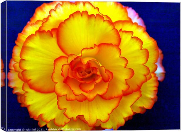 Begonia flower head in close-up. Canvas Print by john hill