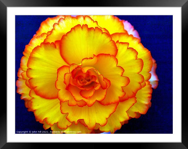 Begonia flower head in close-up. Framed Mounted Print by john hill