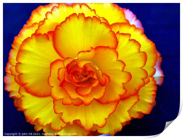 Begonia flower head in close-up. Print by john hill