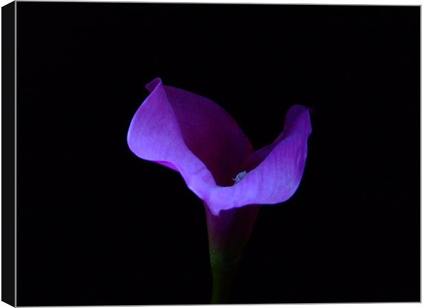 Purple Lilly Canvas Print by Mark Hobson