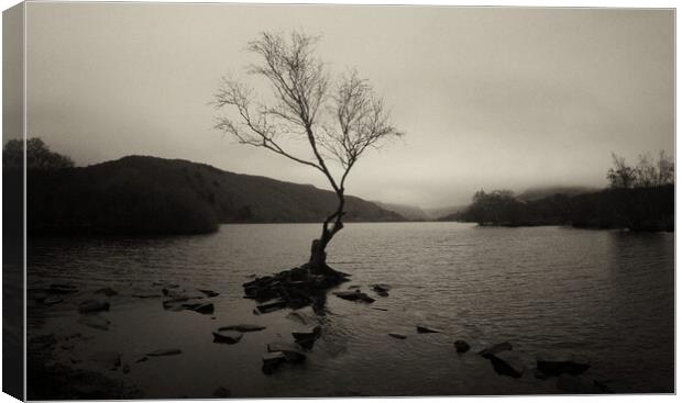 The Lone Tree of Llyn Padarn Canvas Print by Jon Fixter