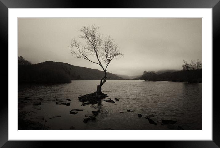 The Lone Tree of Llyn Padarn Framed Mounted Print by Jon Fixter
