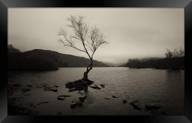 The Lone Tree of Llyn Padarn Framed Print by Jon Fixter