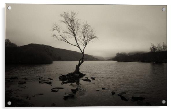 The Lone Tree of Llyn Padarn Acrylic by Jon Fixter