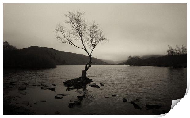 The Lone Tree of Llyn Padarn Print by Jon Fixter