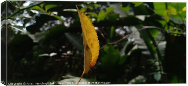Yellow leaf of Rose plant hanging on a spider web Canvas Print by Anish Punchayil Sukumaran