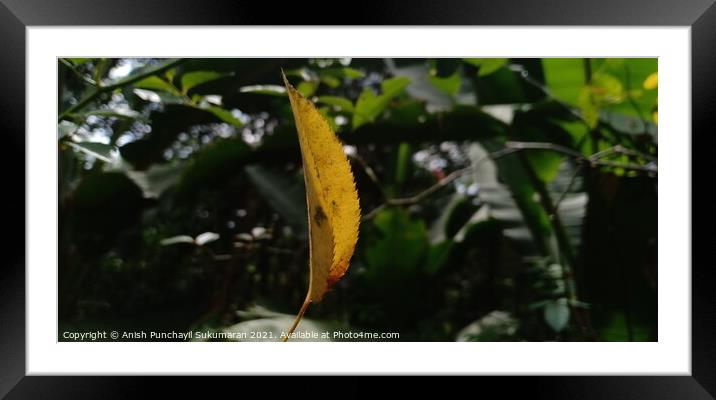 Yellow leaf of Rose plant hanging on a spider web Framed Mounted Print by Anish Punchayil Sukumaran