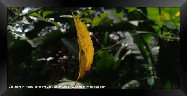 Yellow leaf of Rose plant hanging on a spider web Framed Print by Anish Punchayil Sukumaran