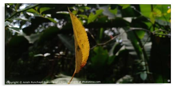 Yellow leaf of Rose plant hanging on a spider web Acrylic by Anish Punchayil Sukumaran